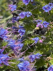 Bombus vandykei