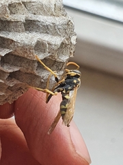 Polistes dominula