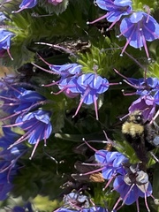 Bombus vandykei