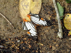 Cyrestis maenalis