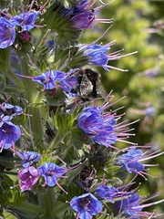 Bombus vandykei