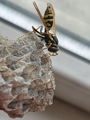 Polistes dominula