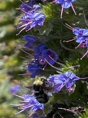 Bombus vandykei