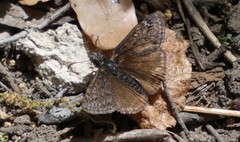 Erynnis afranius