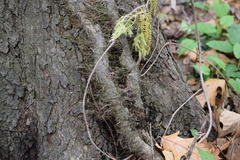 Toxicodendron radicans