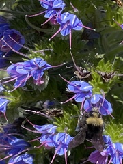 Bombus vandykei