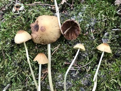 Conocybe siennophylla