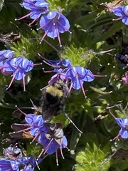 Bombus vandykei