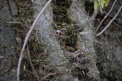 Toxicodendron radicans