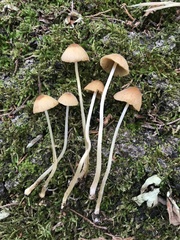 Conocybe siennophylla