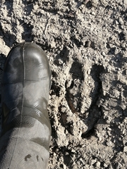 Cervus canadensis sibiricus