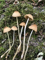 Conocybe siennophylla