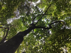 Calophyllum tacamahaca