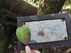 Calophyllum tacamahaca