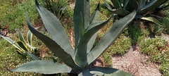 Agave asperrima