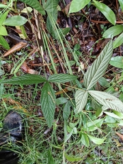 Flemingia parviflora