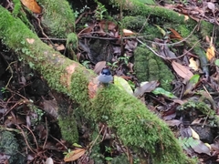 Terpsiphone bourbonnensis