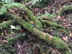 Terpsiphone bourbonnensis