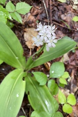 Clintonia umbellulata