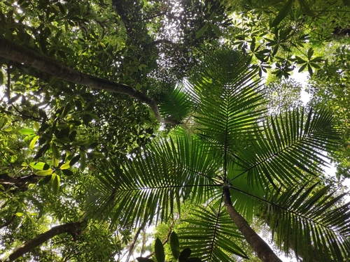Hyophorbe indica, photograph 1