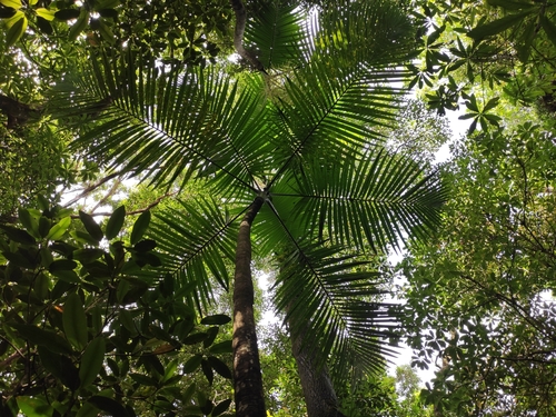 Hyophorbe indica, photograph 2