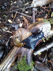 Macrocyclis peruvianus