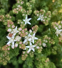 Sedum moranense