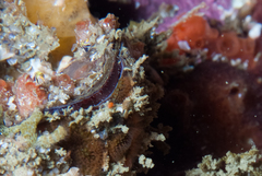 Brachiopoda