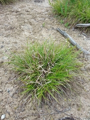 Carex deflexa