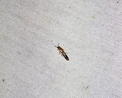 Distremocephalus texanus