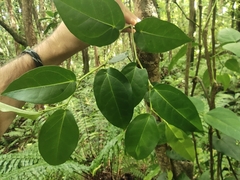 Piper borbonense