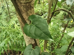Piper borbonense