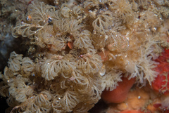 Menipea crispa