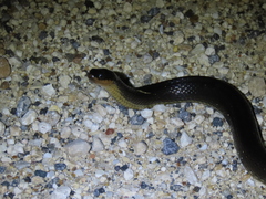 Liodytes rigida sinicola