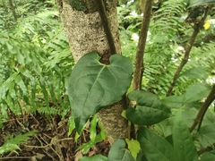 Piper borbonense