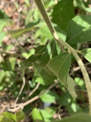 Callicarpa acuminata