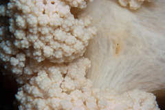 Pseudonephthea liltvedi