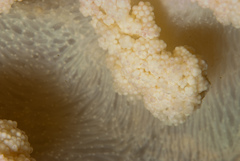 Pseudonephthea liltvedi