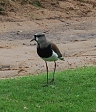 Vanellus chilensis