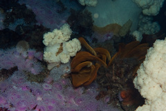 Pseudonephthea liltvedi