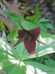 Trillium sulcatum