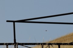 Falconiformes