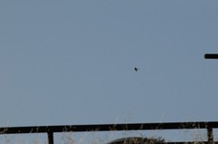 Falconiformes