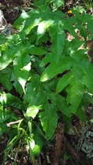 Tectaria heracleifolia