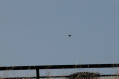 Falconiformes