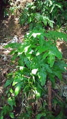 Tectaria heracleifolia