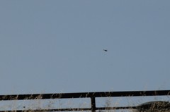 Falconiformes