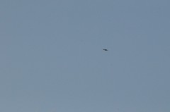Falconiformes