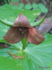 Trillium sulcatum