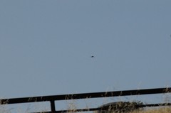 Falconiformes
